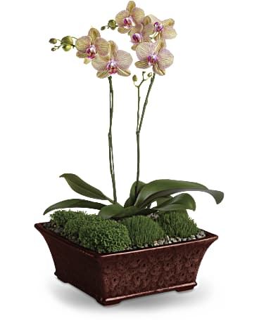 Purple | Orchids | Divine Orchid | Same Day Flower Delivery by Teleflora