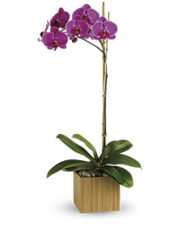Purple | Orchids | Imperial Purple Orchid | Same Day Flower Delivery by Teleflora