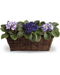 Purple | Mixed Bouquets | Sweet Violet Trio | Same Day Flower Delivery by Teleflora