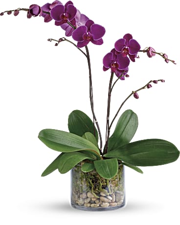 Purple | Orchids | Glorious Gratitude Orchid | Same Day Flower Delivery by Teleflora
