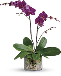 Purple | Orchids | Glorious Gratitude Orchid | Same Day Flower Delivery by Teleflora