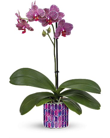Purple | Orchids | Jewel Shine Orchid | Same Day Flower Delivery by Teleflora