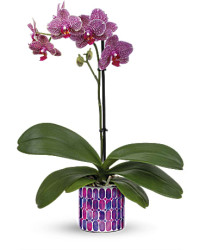 Purple | Orchids | Jewel Shine Orchid | Same Day Flower Delivery by Teleflora