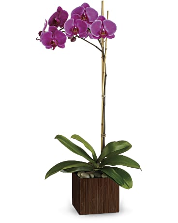 Purple | Orchids | Sublime Orchid | Same Day Flower Delivery by Teleflora