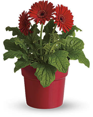 Red | Daisies | Rainbow Rays Potted Gerbera | Same Day Flower Delivery by Teleflora