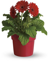 Red | Daisies | Rainbow Rays Potted Gerbera | Same Day Flower Delivery by Teleflora