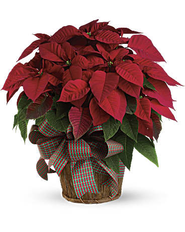 Red | Mixed Bouquets | Large Red Poinsettia | Same Day Flower Delivery by Teleflora