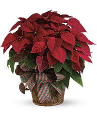 Red | Mixed Bouquets | Large Red Poinsettia | Same Day Flower Delivery by Teleflora
