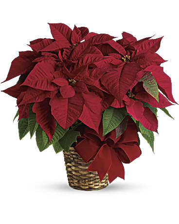 Red | Mixed Bouquets | Red Poinsettia | Same Day Flower Delivery by Teleflora