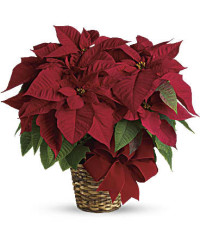 Red | Mixed Bouquets | Red Poinsettia | Same Day Flower Delivery by Teleflora