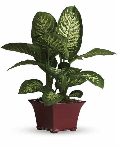 Red | Mixed Bouquets | Delightful Dieffenbachia | Same Day Flower Delivery by Teleflora