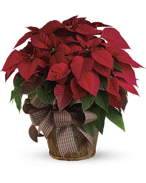 Red | Mixed Bouquets | Large Red Poinsettia | Same Day Flower Delivery by Teleflora