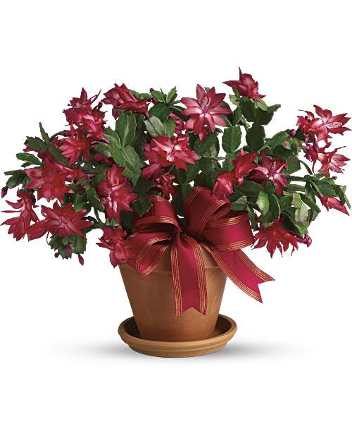 Red | Mixed Bouquets | Merry Christmas Cactus | Same Day Flower Delivery by Teleflora