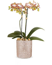 Sparkling Orchid | Orchids | Same Day Flower Delivery | Multi-Colored | Teleflora