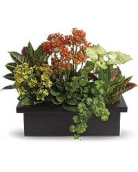 Stylish Plant Assortment | Mixed Bouquets | Same Day Flower Delivery | Multi-Colored | Teleflora