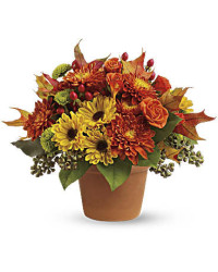 Sugar Maples | Roses | Same Day Flower Delivery | Multi-Colored | Teleflora