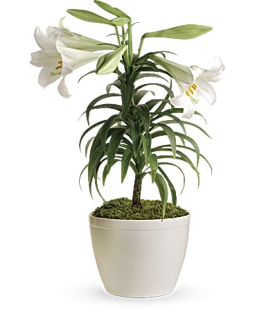 White | Mixed Bouquets | Easter Lily Plant | Same Day Flower Delivery by Teleflora