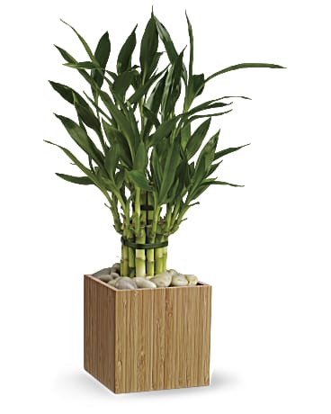White | Mixed Bouquets | Good Luck Bamboo | Same Day Flower Delivery by Teleflora
