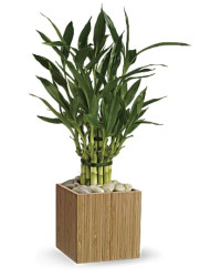 White | Mixed Bouquets | Good Luck Bamboo | Same Day Flower Delivery by Teleflora