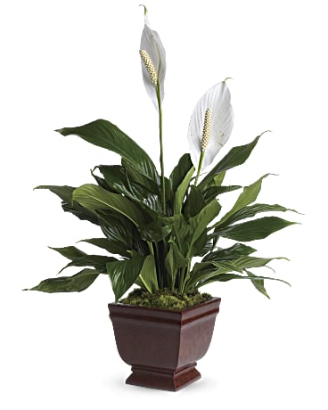 White | Mixed Bouquets | Lovely One Spathiphyllum Plant | Same Day Flower Delivery by Teleflora