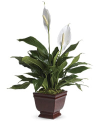 White | Mixed Bouquets | Lovely One Spathiphyllum Plant | Same Day Flower Delivery by Teleflora