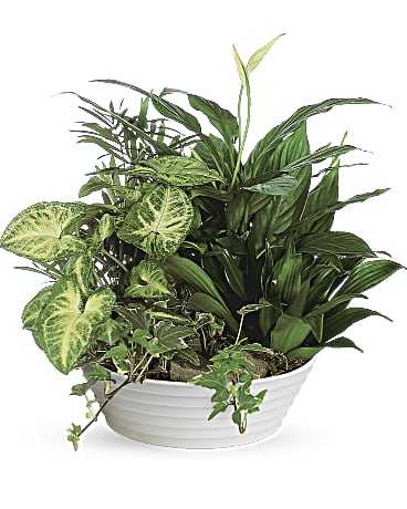 White | Mixed Bouquets | Medium Dish Garden | Same Day Flower Delivery by Teleflora