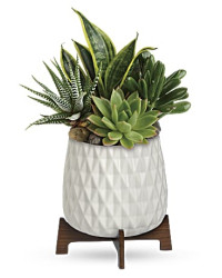 White | Mixed Bouquets | Modern Mood Succulent Garden | Same Day Flower Delivery by Teleflora