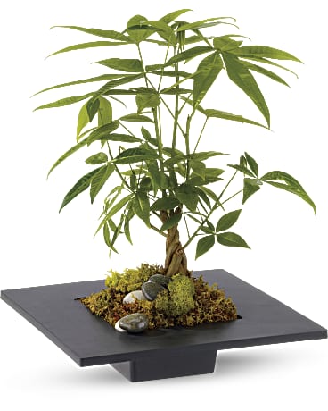 White | Mixed Bouquets | Money Tree | Same Day Flower Delivery by Teleflora