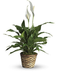White | Mixed Bouquets | Simply Elegant Spathiphyllum (Peace Lily) | Same Day Flower Delivery by Teleflora