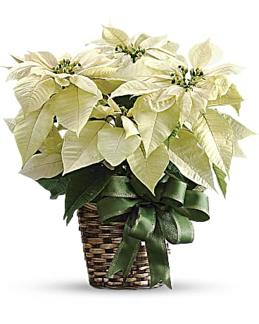 White | Mixed Bouquets | White Poinsettia | Same Day Flower Delivery by Teleflora