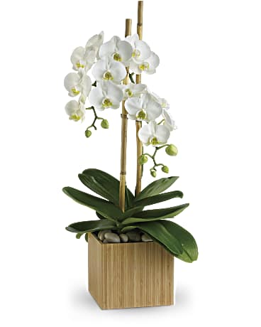 White | Opulent Orchids | Same Day Flower Delivery by Teleflora