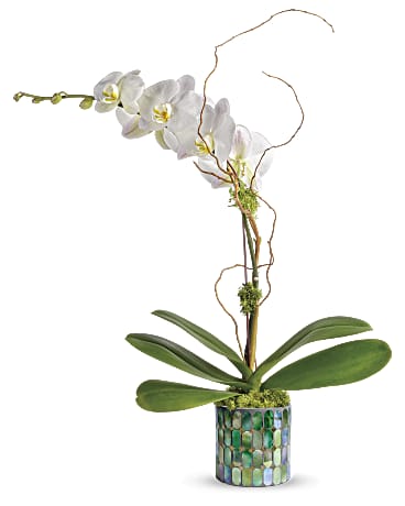 White | Orchids | Stained Glass Orchid | Same Day Flower Delivery by Teleflora