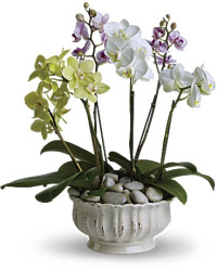 White | Regal Orchids | Same Day Flower Delivery by Teleflora