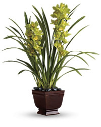 White | Splendid Orchids | Same Day Flower Delivery by Teleflora
