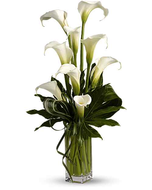 White | Calla Lilies | My Fair Lady | Same Day Flower Delivery by Teleflora