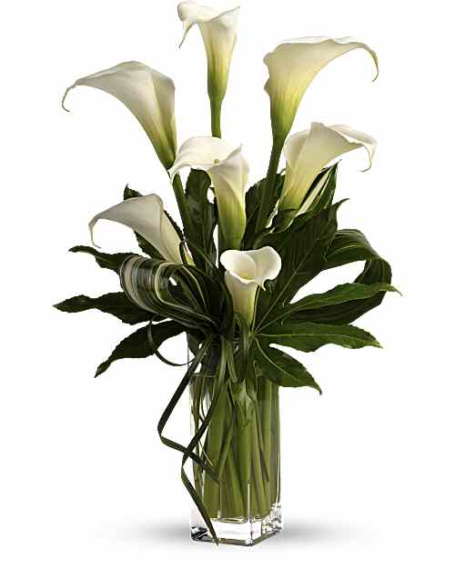 White | Calla Lilies | My Fair Lady | Same Day Flower Delivery by Teleflora