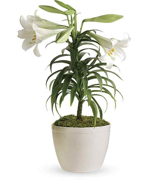 White | Mixed Bouquets | Easter Lily Plant | Same Day Flower Delivery by Teleflora