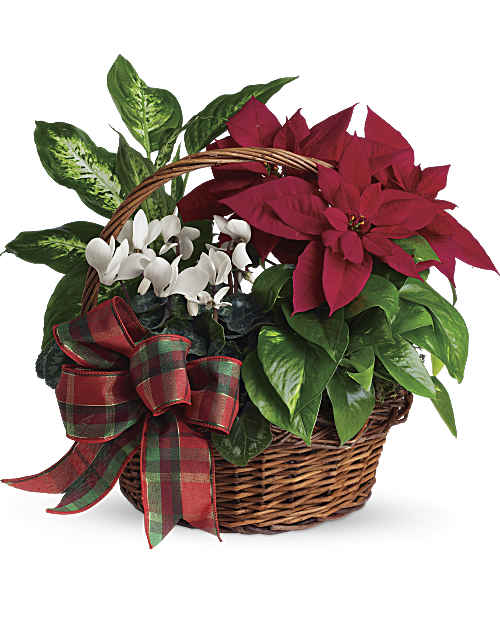 White | Mixed Bouquets | Holiday Homecoming Basket | Same Day Flower Delivery by Teleflora
