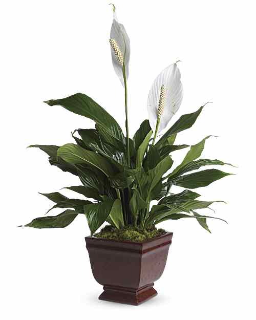 White | Mixed Bouquets | Lovely One Spathiphyllum Plant | Same Day Flower Delivery by Teleflora