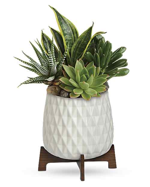White | Mixed Bouquets | Modern Mood Succulent Garden | Same Day Flower Delivery by Teleflora