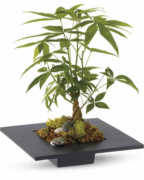 White | Mixed Bouquets | Money Tree | Same Day Flower Delivery by Teleflora
