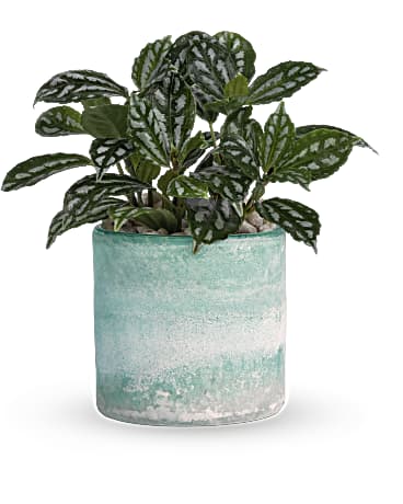 White | Mixed Bouquets | Seaside Mist Plant | Same Day Flower Delivery by Teleflora