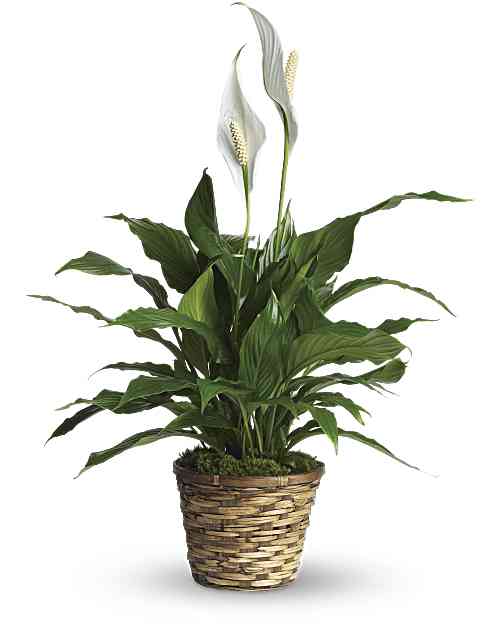White | Mixed Bouquets | Simply Elegant Spathiphyllum (Peace Lily) | Same Day Flower Delivery by Teleflora