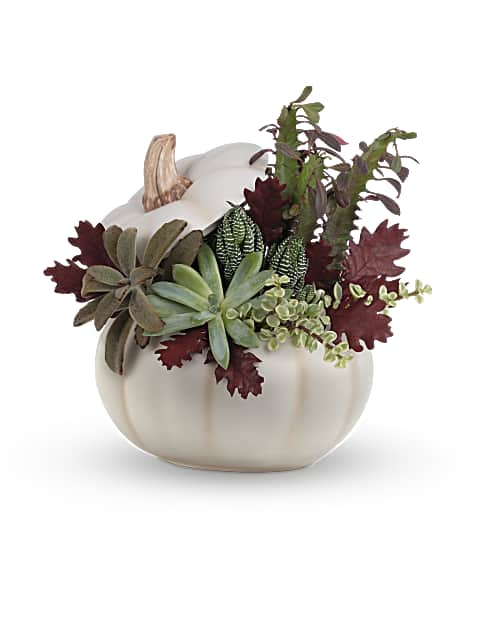 White | Mixed Bouquets | Spooky Succulent Garden | Same Day Flower Delivery by Teleflora