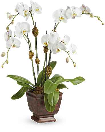 White | Orchids | Blossoming Orchid Plant | Same Day Flower Delivery by Teleflora