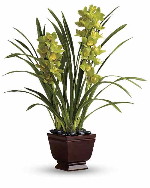 White | Splendid Orchids | Same Day Flower Delivery by Teleflora