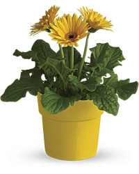 Yellow | Daisies | Rainbow Rays Potted Gerbera | Same Day Flower Delivery by Teleflora