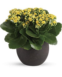 Yellow | Mixed Bouquets | Forever Yellow Kalanchoes | Same Day Flower Delivery by Teleflora