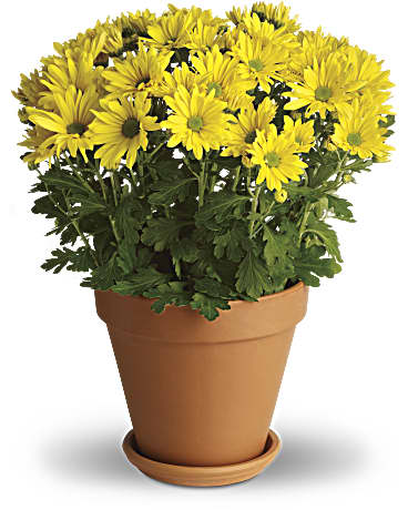 Yellow | Daisies | Sweet As A Daisy | Same Day Flower Delivery by Teleflora