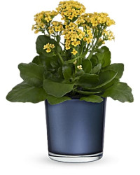 Yellow | Mixed Bouquets | Golden Morning Plant | Same Day Flower Delivery by Teleflora